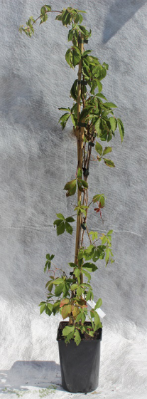 Rankende Jungfernrebe (Parthenocissus vitacea) starkwachsender Sprossranker ohne Haftscheiben, knallig rote Herbstfärbung eignet sich gut zur Fassadenbegrünung